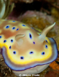 NudiWreck by Alberto D'este 